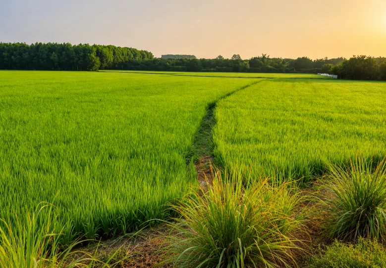 Premium Jasmine Rice Field